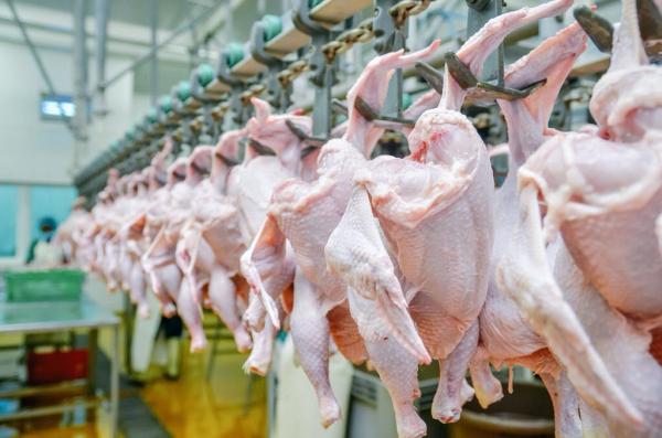Poultry Meat Production