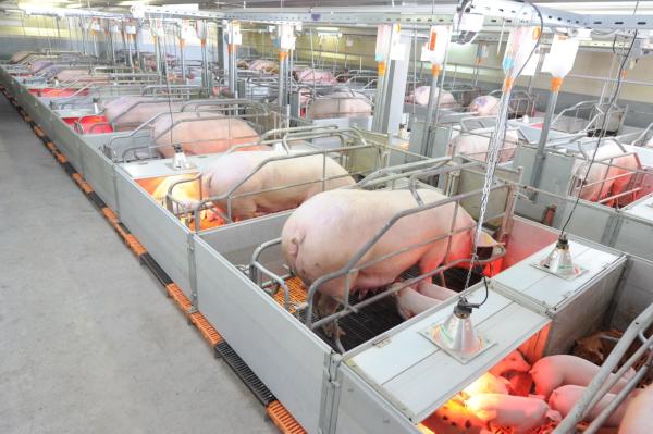 Modernization and expansion of the existing pig-breeding complex for a breeding and hybrid center with further processing of own raw materials